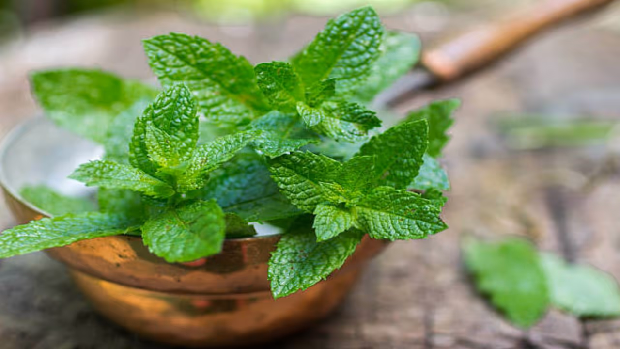 know the 5 wonderful benefits and reason for mint should be a part of your diet 