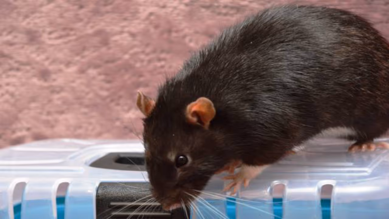 know the 5 foolproof ways to keep rats out of your home