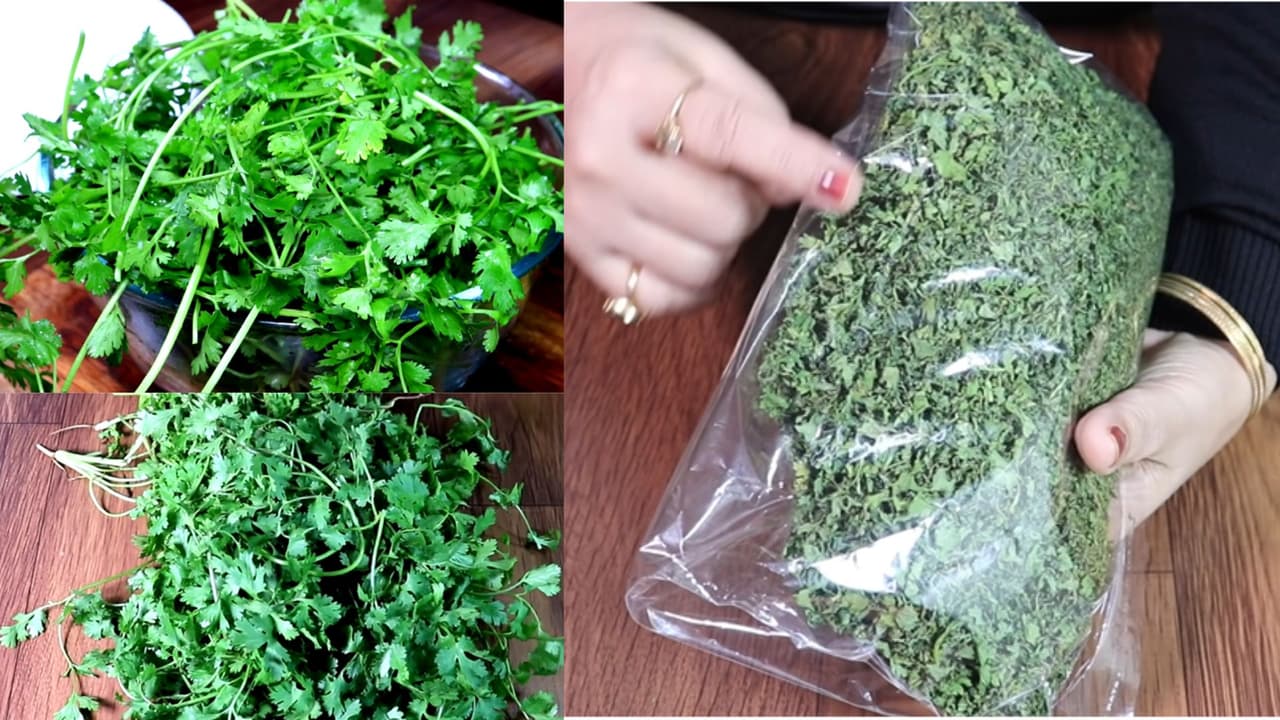 Coriander leaves Store Ideas