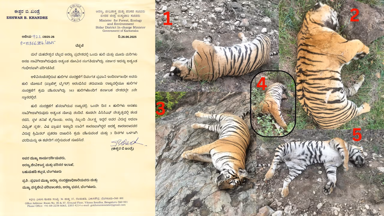 Chamarajanagar 5 Tiger death Chamarajanagar 5 Tiger death