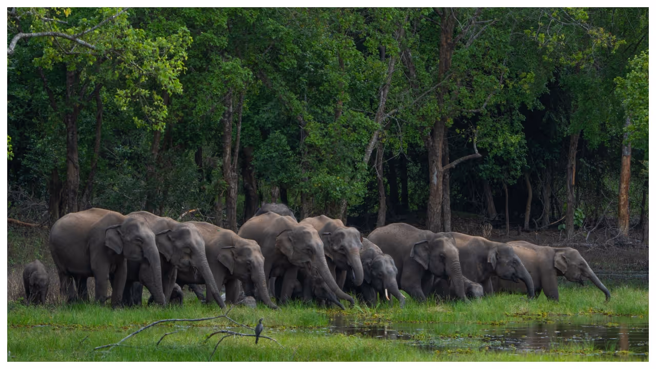 Elephant group Elephant group