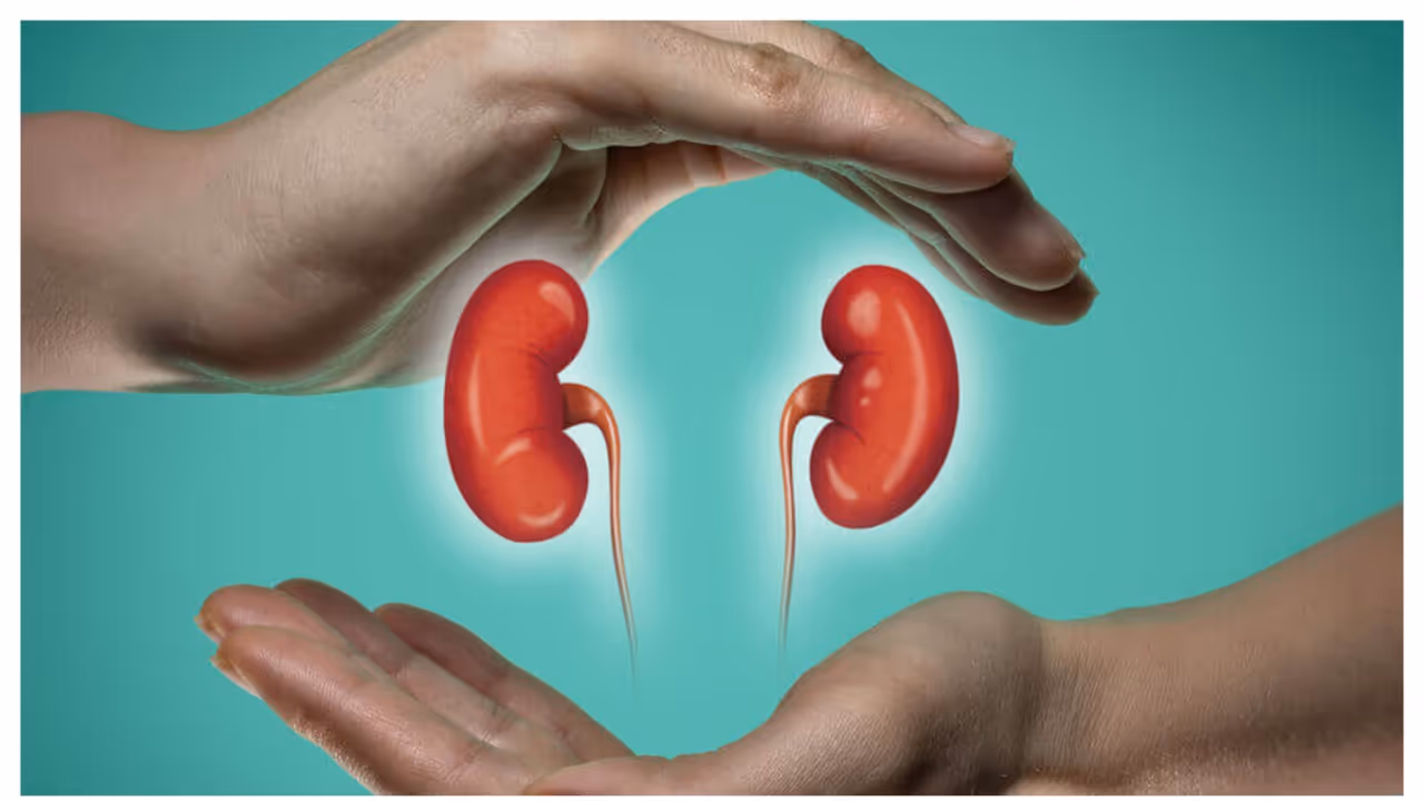kidney kidney