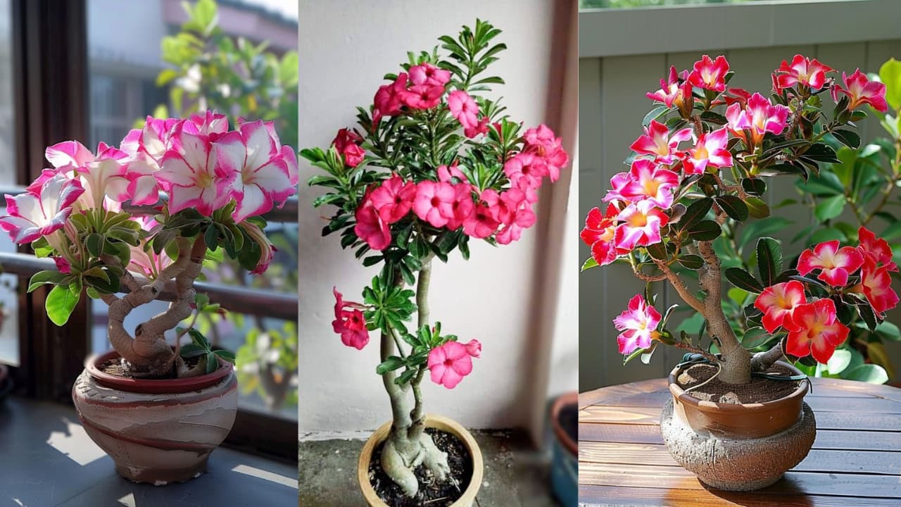 low maintenance indoor plants low maintenance indoor plants