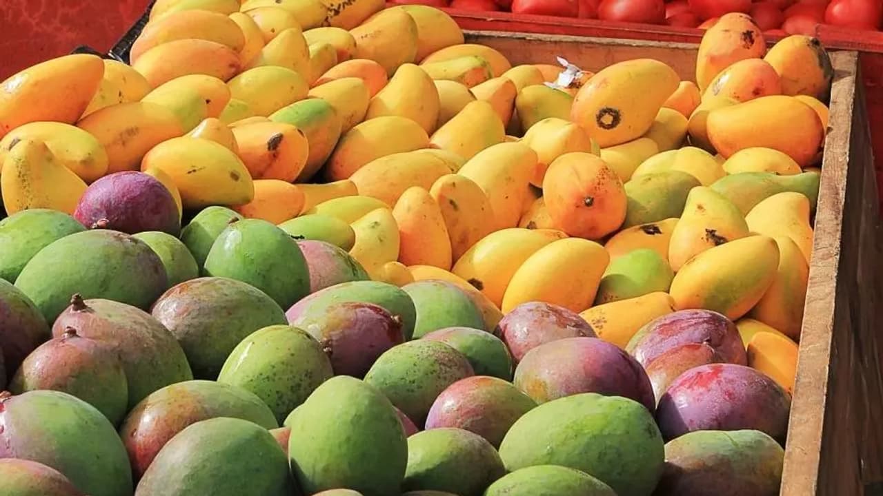 Mango utsav bengaluru Mango utsav bengaluru