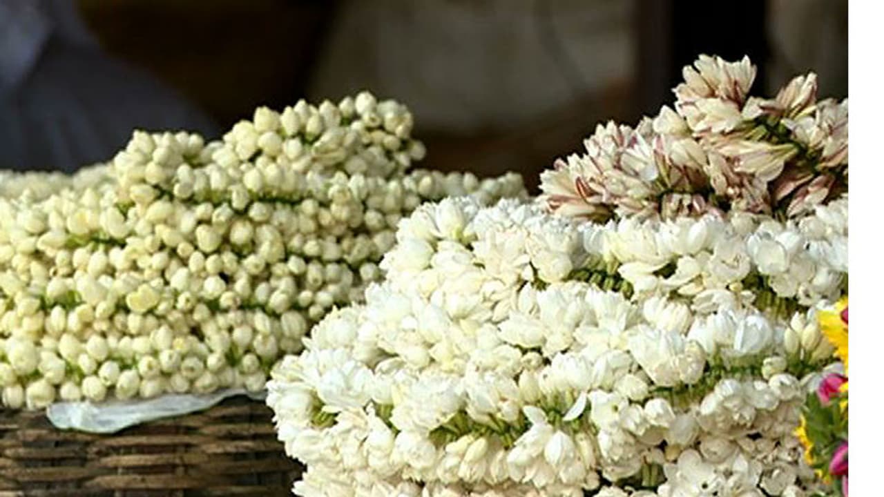 Jasmine flower Jasmine flower