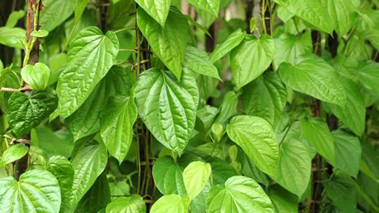 Betel leaf
