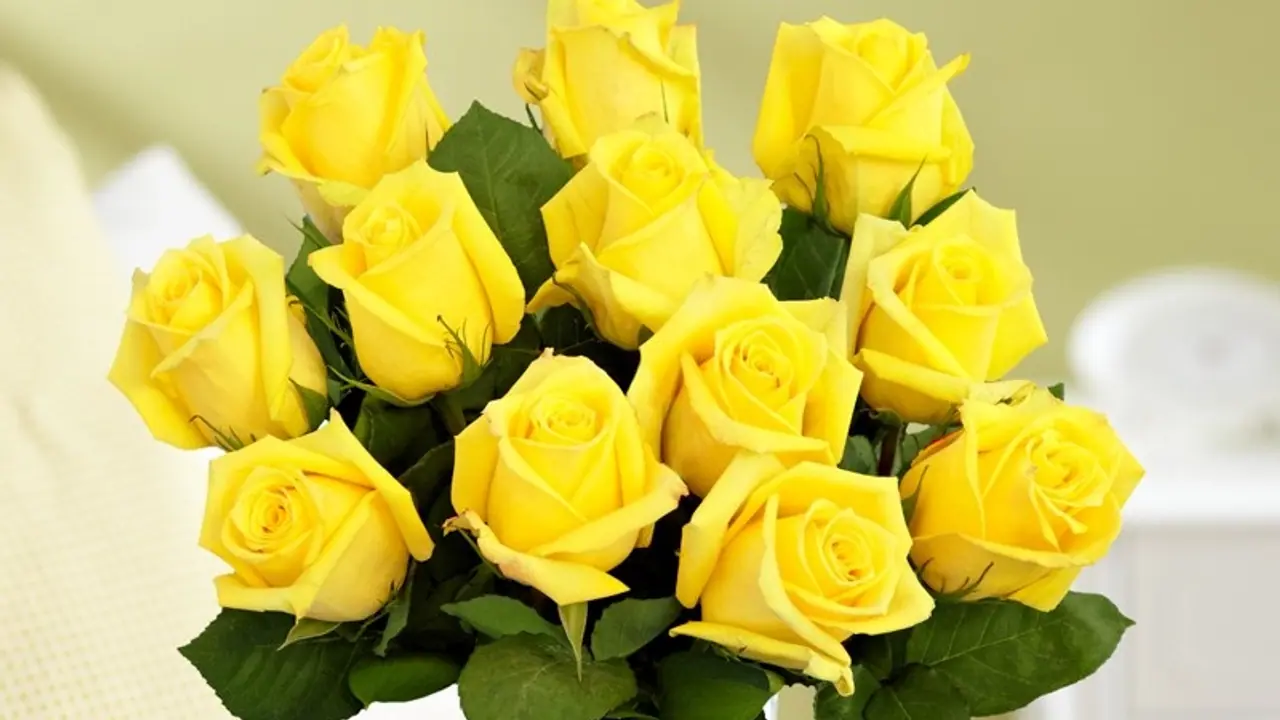 yellow rose yellow rose