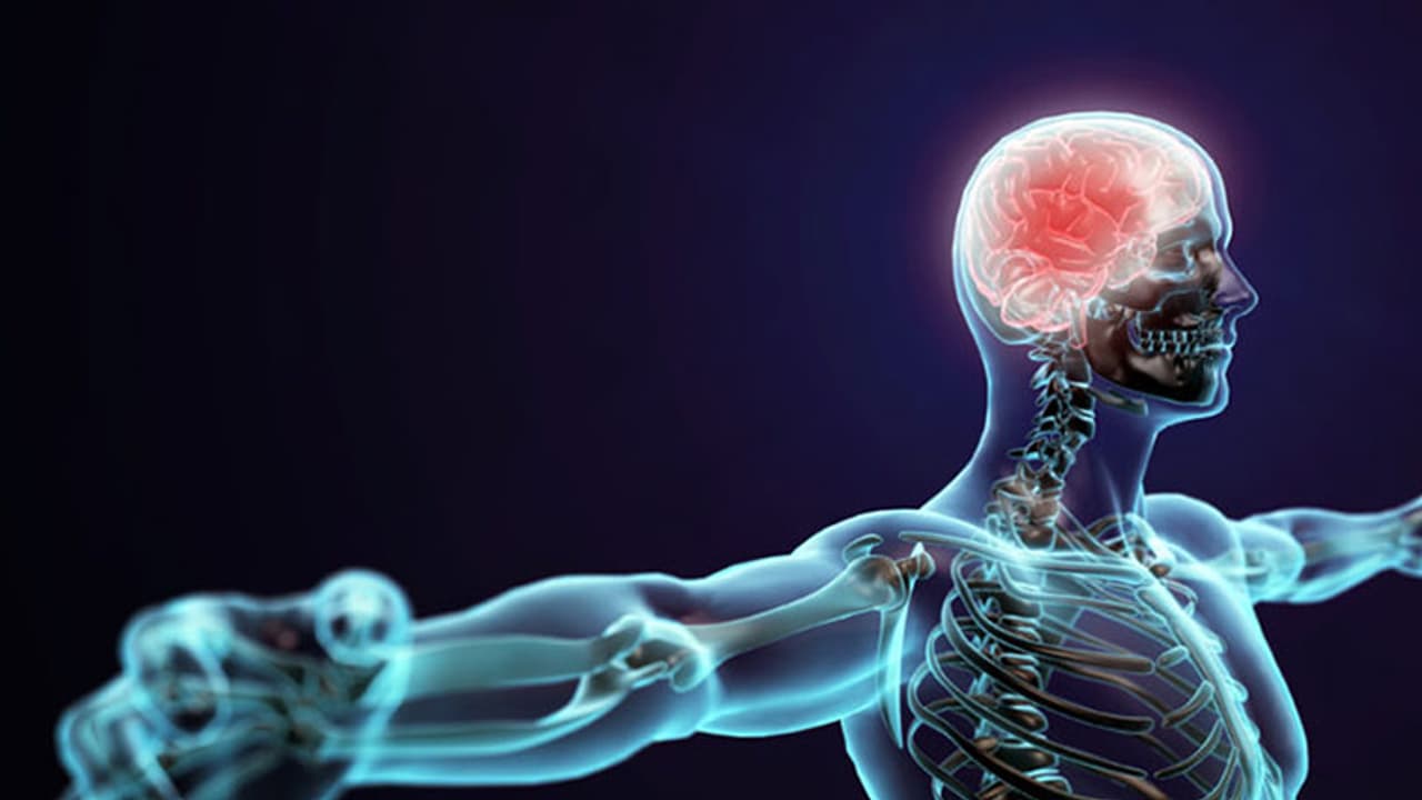 human body muscles bones human body muscles bones