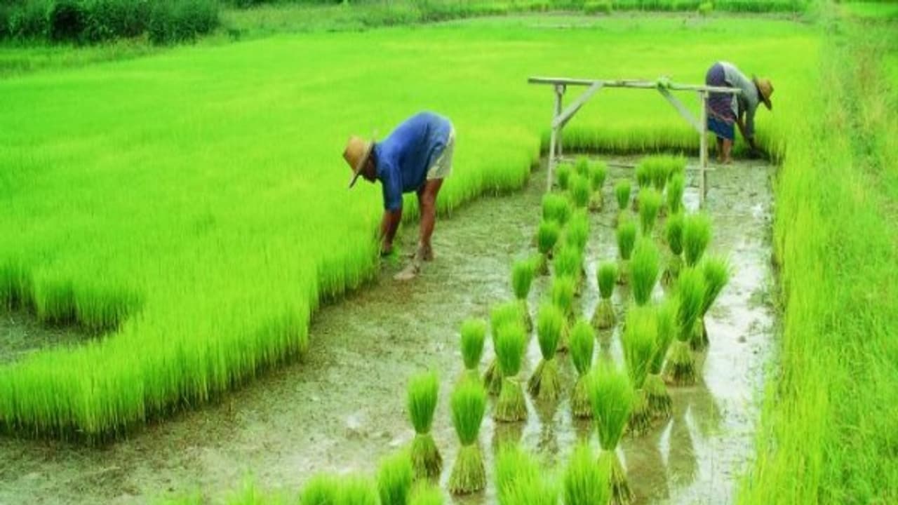 agri 53833.jpg agri 53833.jpg