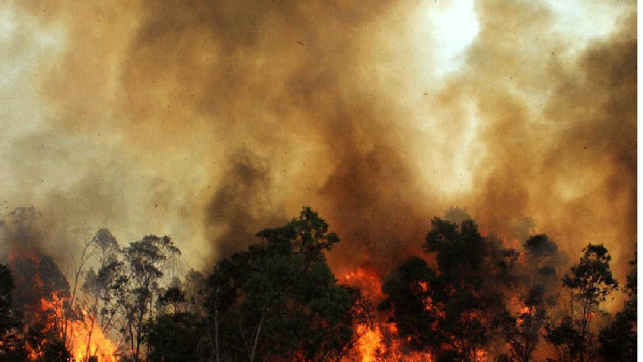 Utharakhand Forest Fire Utharakhand Forest Fire