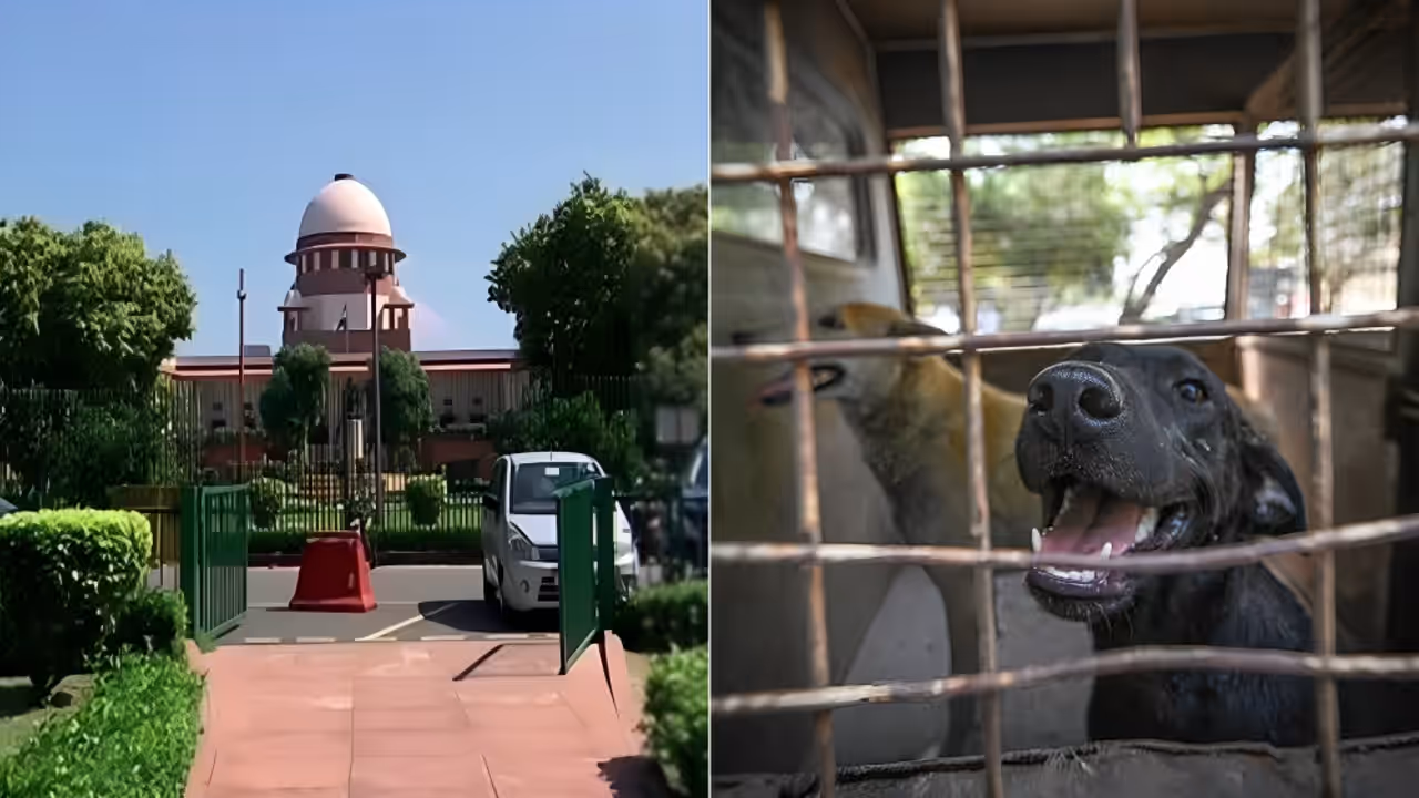 SC Hearing on Stray Dog Menace 