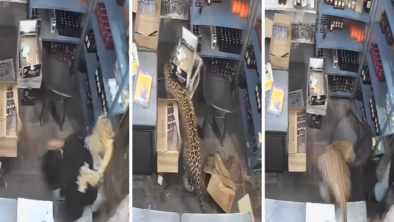 Rajasthan Leopard Attack Video Viral Leopard Enters Liquor Shop Attacks Salesman He Locks Animal Inside Rajasthan Leopard Attack Video Viral Leopard Enters Liquor Shop Attacks Salesman He Locks Animal Inside