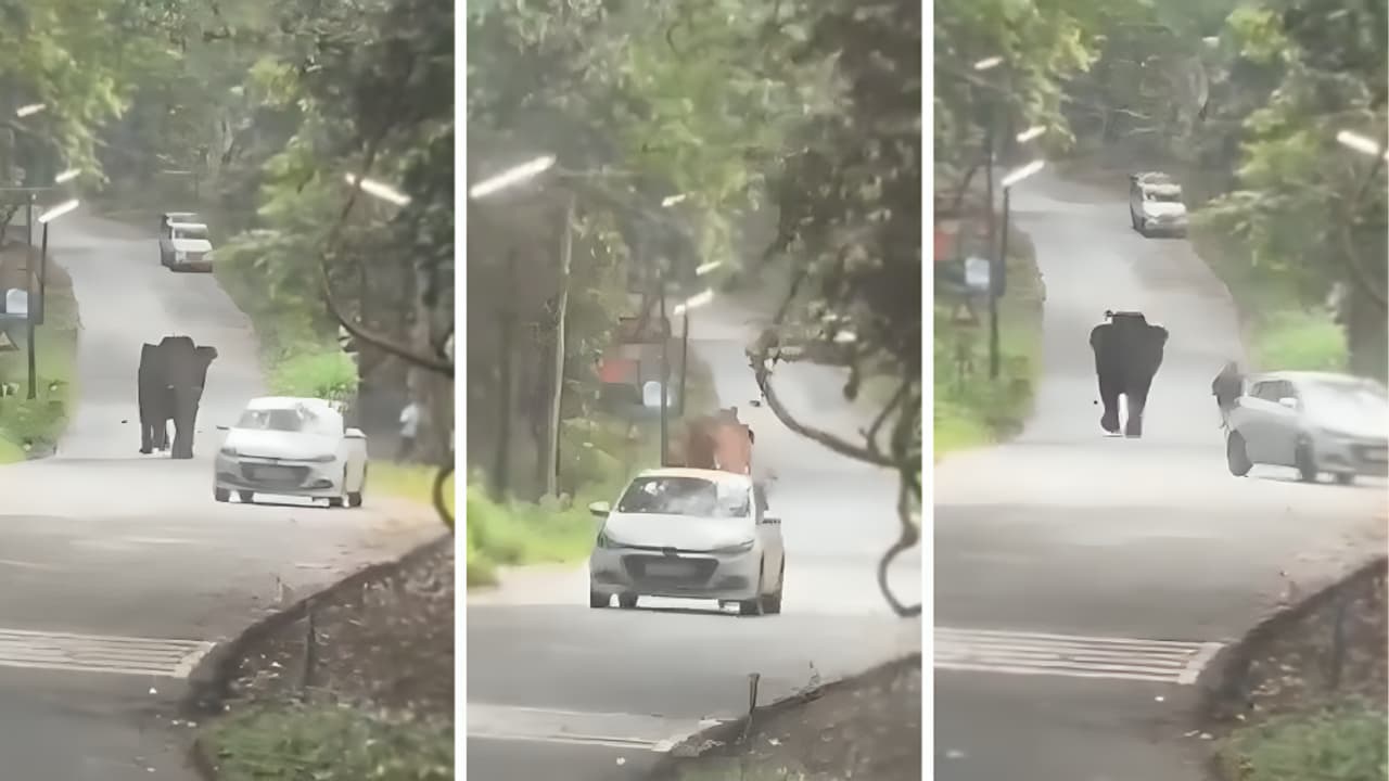 Kerala Thrissur Elephant Attack Viral Video Forest Officials Run For Safety After Sudden Charge Kerala Thrissur Elephant Attack Viral Video Forest Officials Run For Safety After Sudden Charge