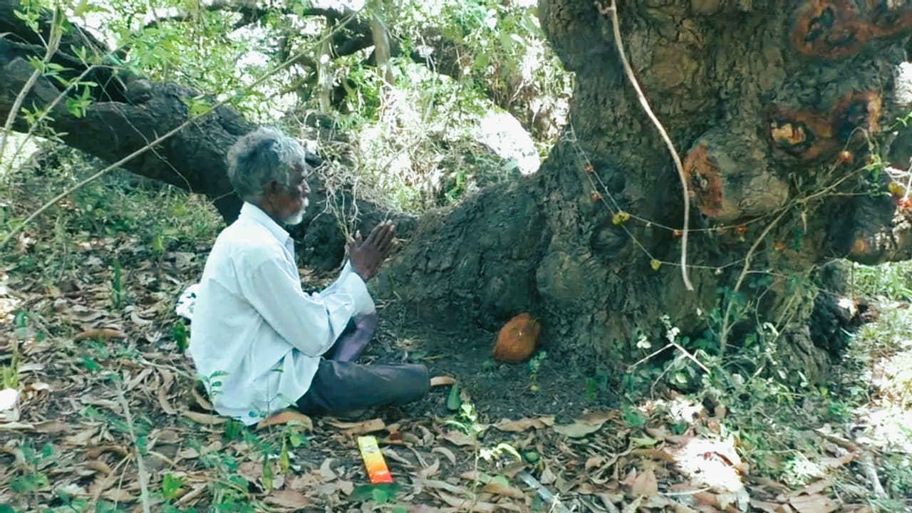 Legend Mango Tree Valsad