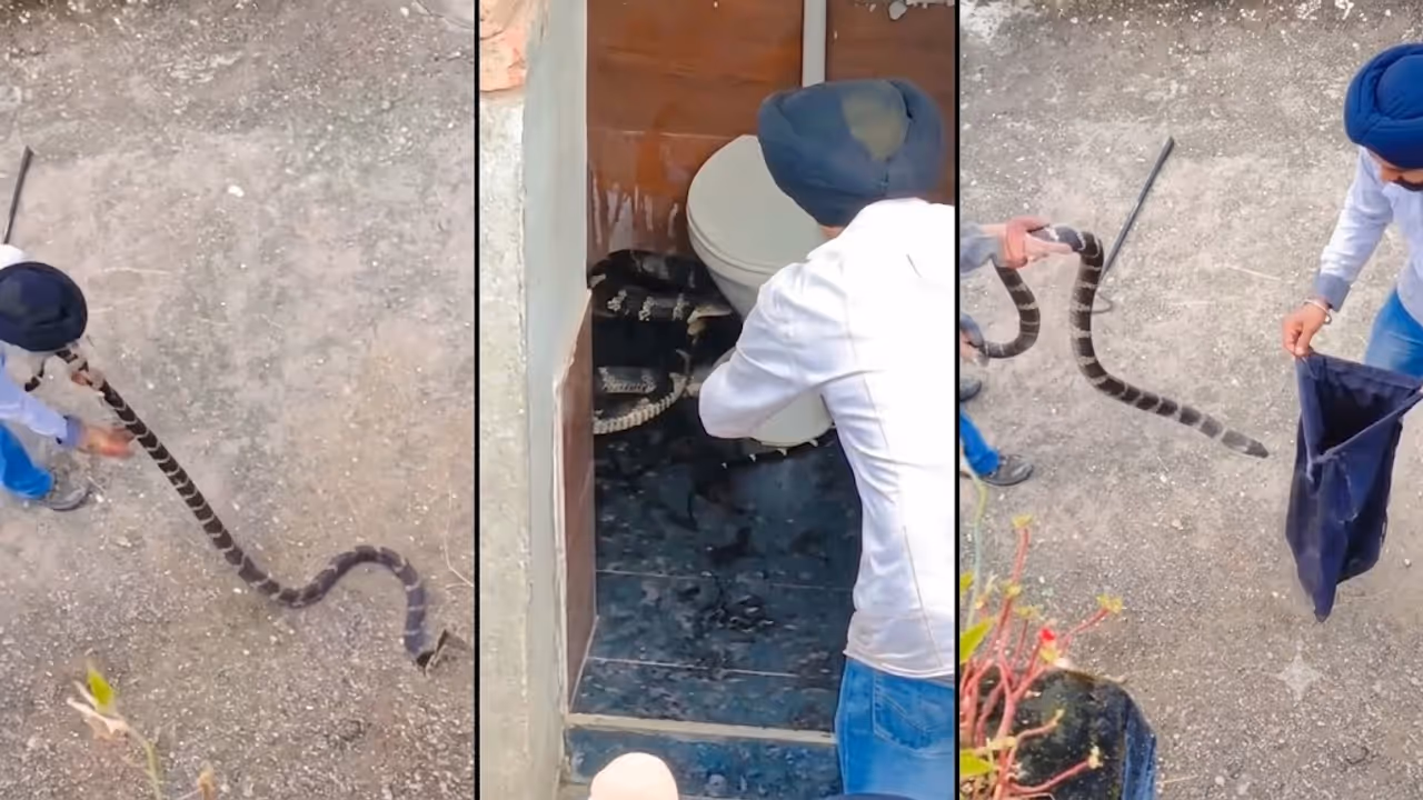 Himachal Snake Rescue Video King Cobra Hiding Inside Toilet in Paonta Sahib Village Safely Captured Himachal Snake Rescue Video King Cobra Hiding Inside Toilet in Paonta Sahib Village Safely Captured