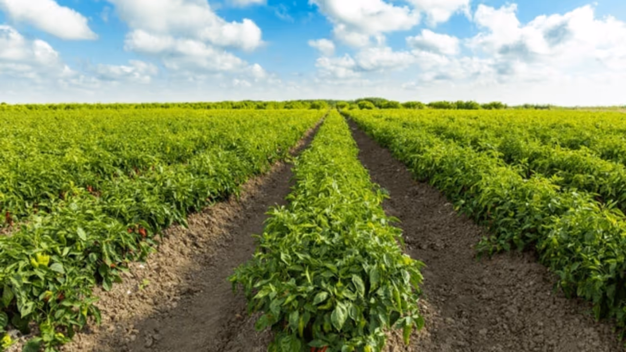Capsicum farming