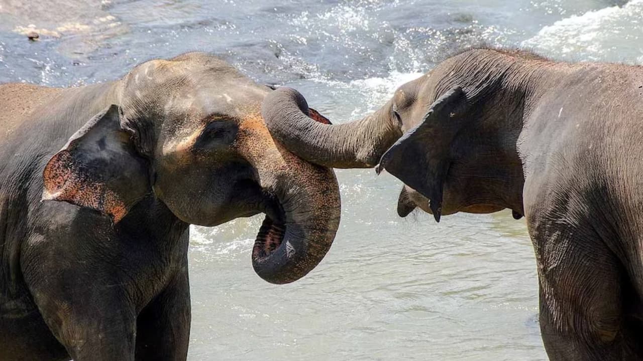 nepal killer elephant nepal killer elephant