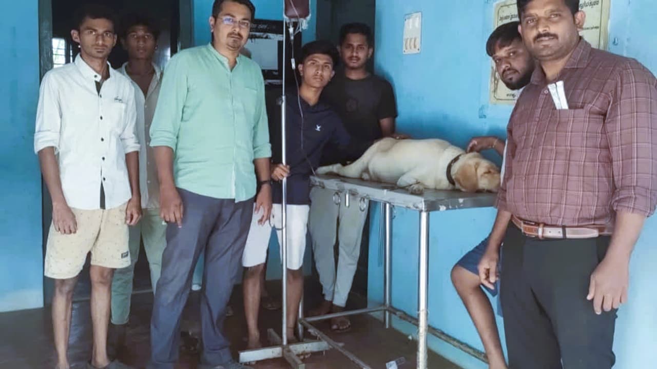 Canine blood donor Jimmy saved life of pregnant dog Canine blood donor Jimmy saved life of pregnant dog