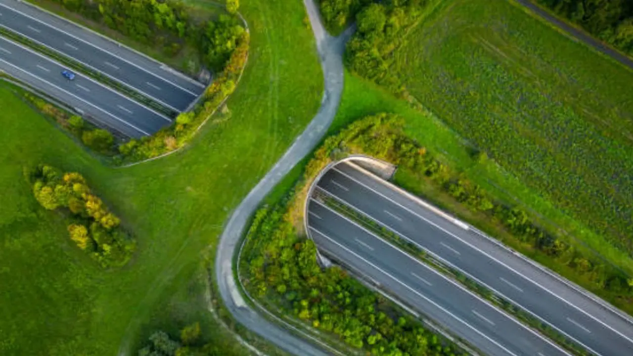Wildlife Overpass Corridor 