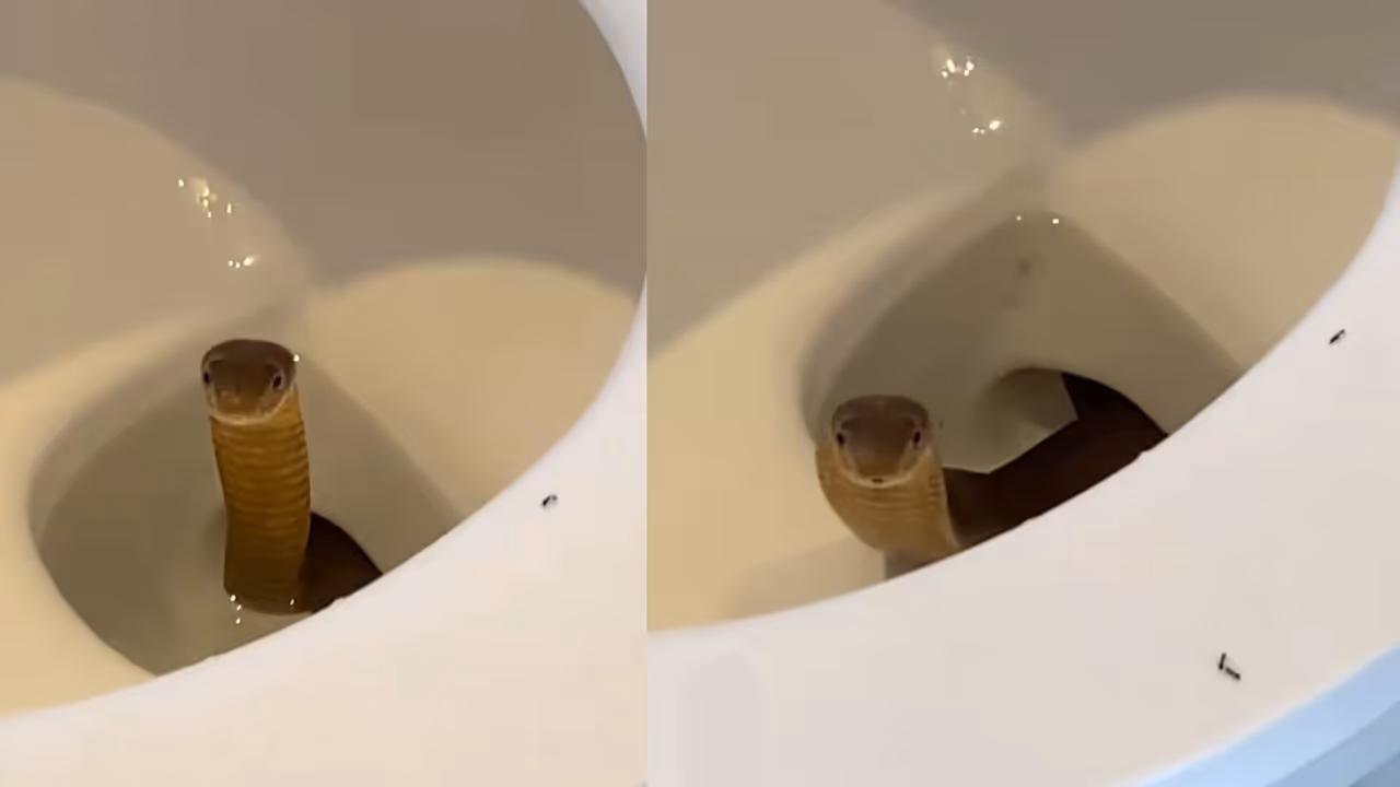 Philippines Guests Shocked as ‘Blocked Toilet’ Turns Out to Be a King Cobra | WATCH Viral Video Philippines Guests Shocked as ‘Blocked Toilet’ Turns Out to Be a King Cobra | WATCH Viral Video