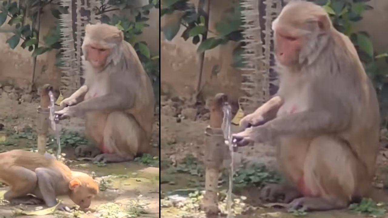 Viral Video | Monkey Drinks Water, Turns Off Tap; Uttarakhand Police Says ‘Take Notes, Humans’ (WATCH) Viral Video | Monkey Drinks Water, Turns Off Tap; Uttarakhand Police Says ‘Take Notes, Humans’ (WATCH)