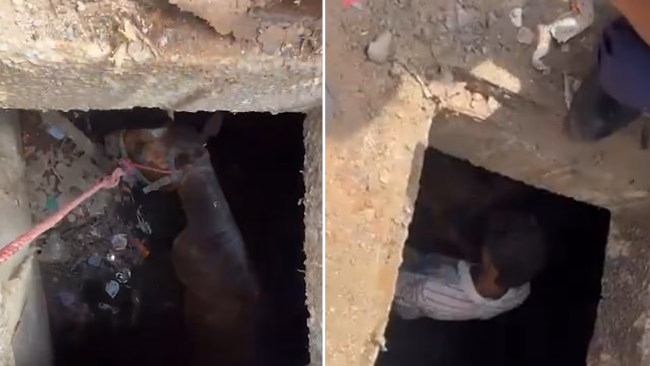 Vadodara SHOCKER! Viral Video Shows Horse Plunging Into Drain After Manhole Cover Collapses (WATCH) Vadodara SHOCKER! Viral Video Shows Horse Plunging Into Drain After Manhole Cover Collapses (WATCH)