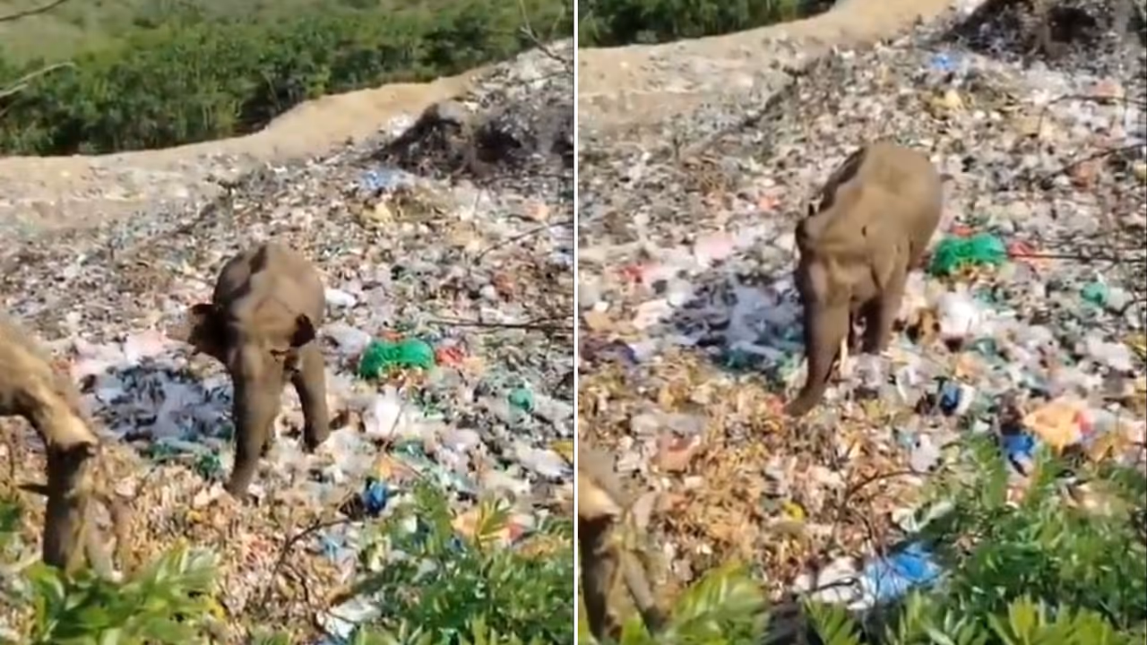 HEARTBREAKING! Elephant Searches For Food In Pile Of Plastic Waste, Internet Concerned (WATCH VIRAL VIDEO) HEARTBREAKING! Elephant Searches For Food In Pile Of Plastic Waste, Internet Concerned (WATCH VIRAL VIDEO)
