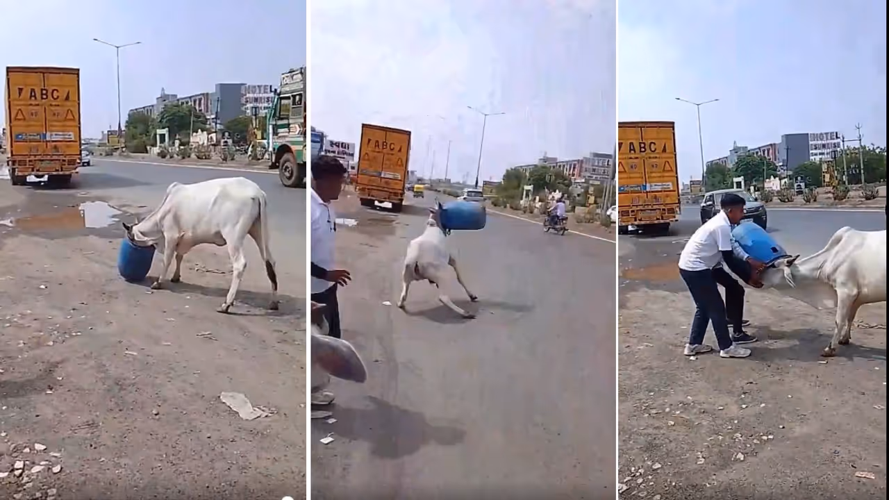 Stray Cow Gets Head Stuck In Plastic Drum On Gujarat Road, Rescue Video Goes Viral (WATCH) Stray Cow Gets Head Stuck In Plastic Drum On Gujarat Road, Rescue Video Goes Viral (WATCH)