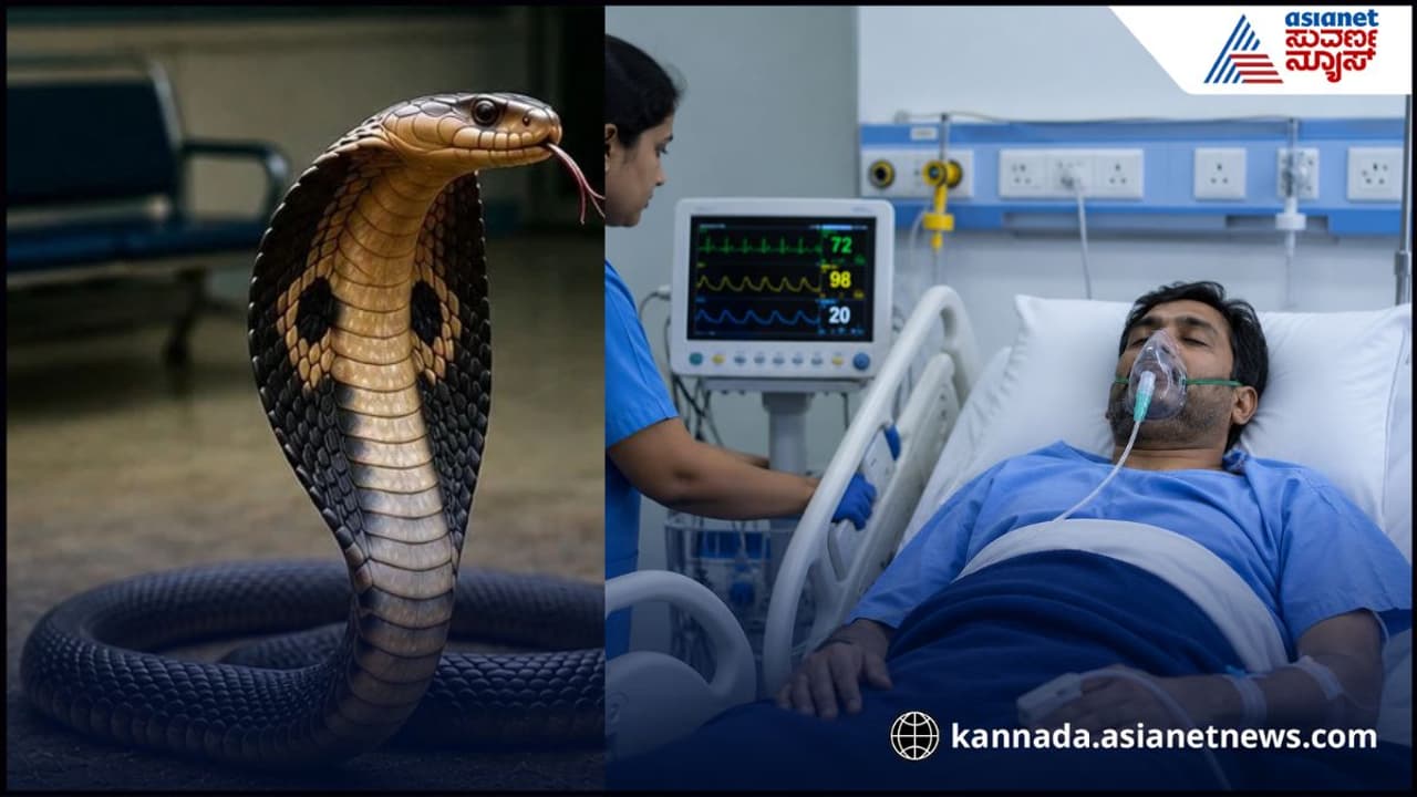 snake bite snake bite