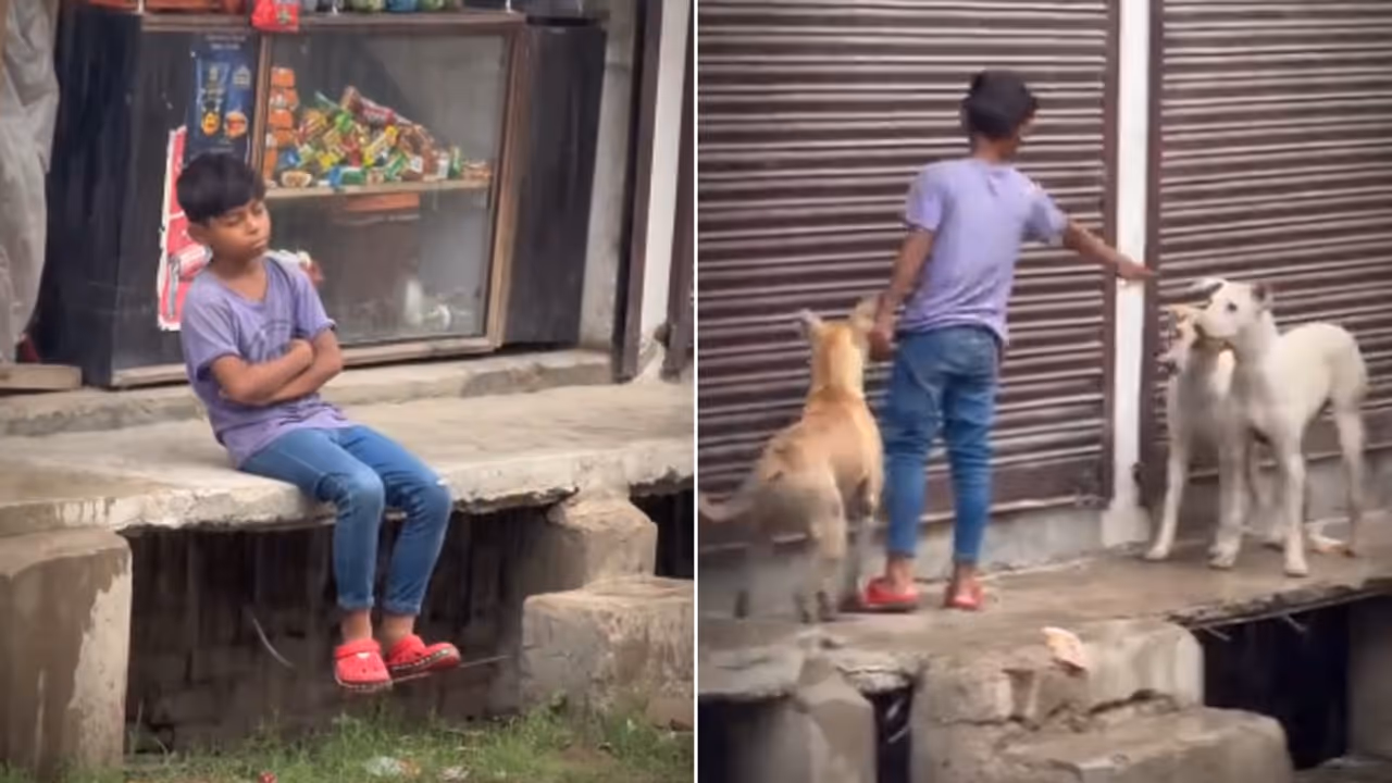 Viral Video | Little Boy’s 6 AM Mission to Feed Stray Dogs Is Melting Hearts Online (WATCH) Viral Video | Little Boy’s 6 AM Mission to Feed Stray Dogs Is Melting Hearts Online (WATCH)