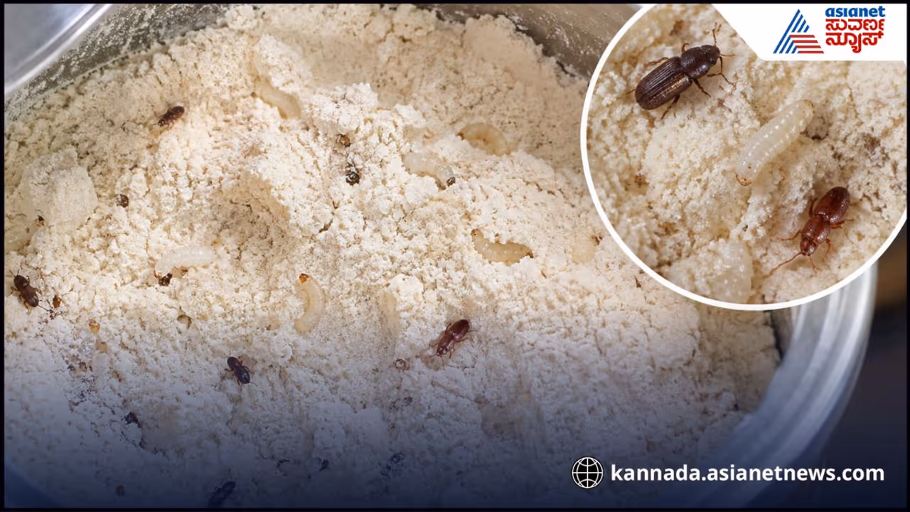 Flour Bugs Flour Bugs