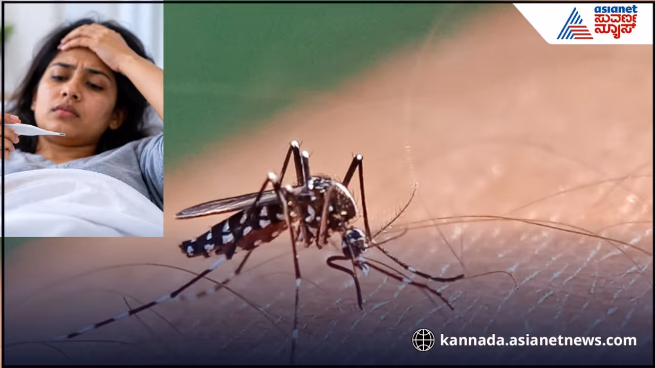 Dengue mosquito Dengue mosquito