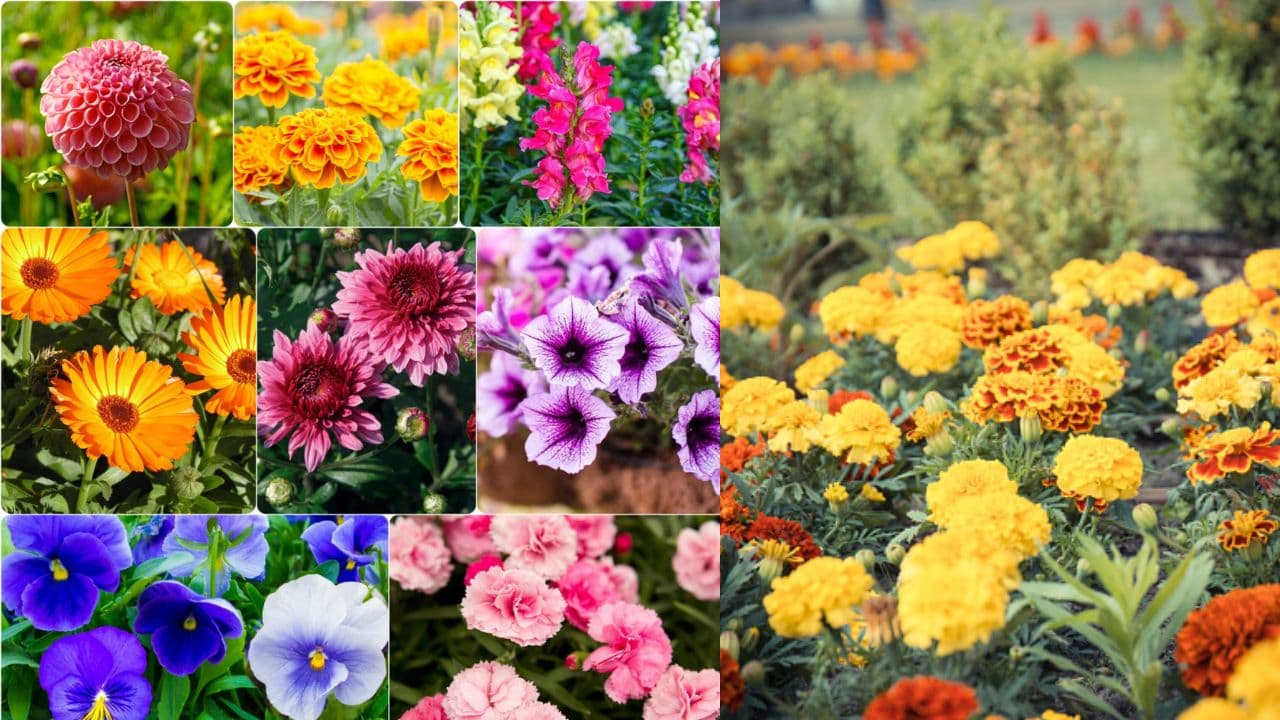 5 flowers to plant in September for winter garden 5 flowers to plant in September for winter garden