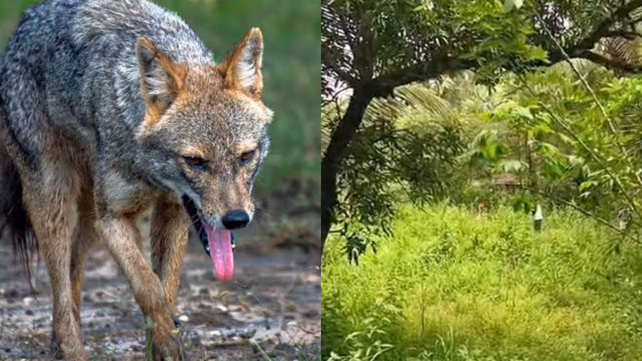 golden jackal golden jackal