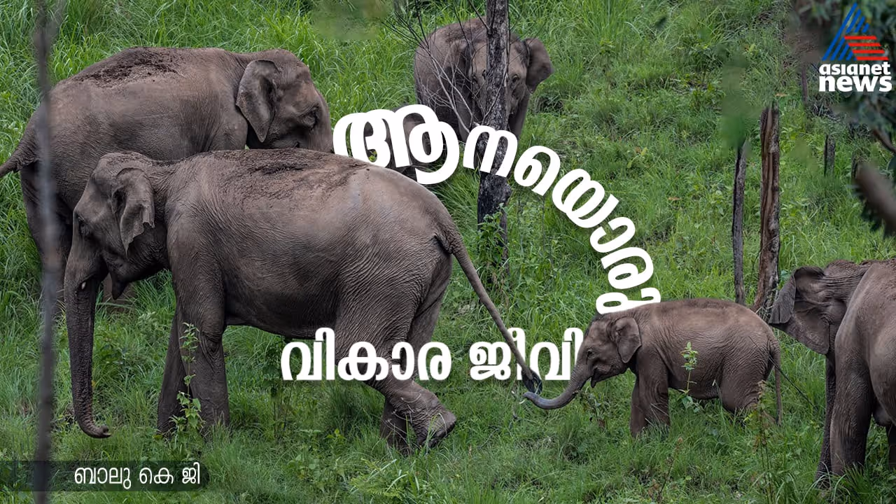 male elephant group in Matriarchal Leadership 