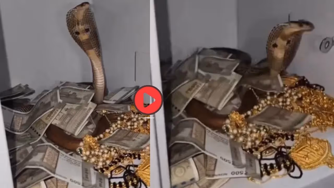 Cobra inside safe video