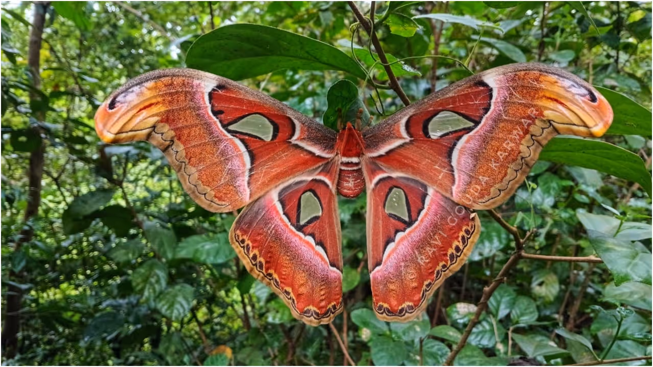Insect Atlas Moth Insect Atlas Moth