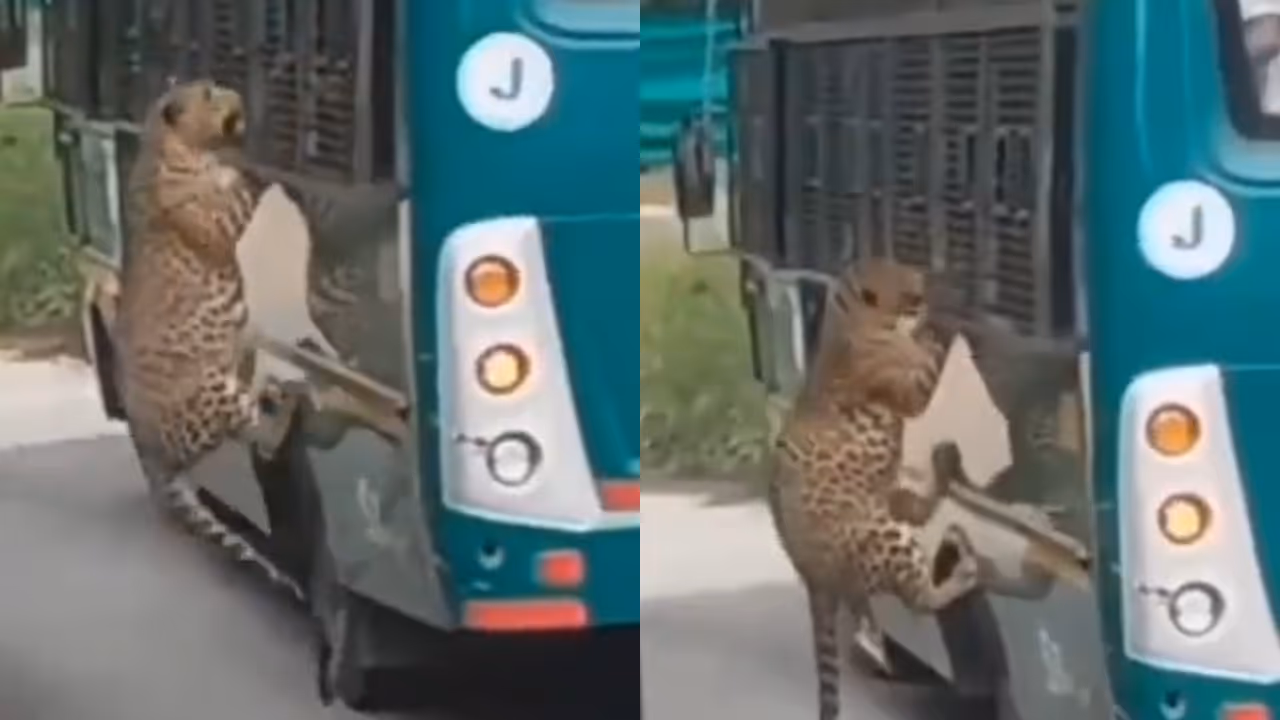 Leopard Attacks Safari Bus at Bannerghatta Park, Woman Injured Leopard Attacks Safari Bus at Bannerghatta Park, Woman Injured