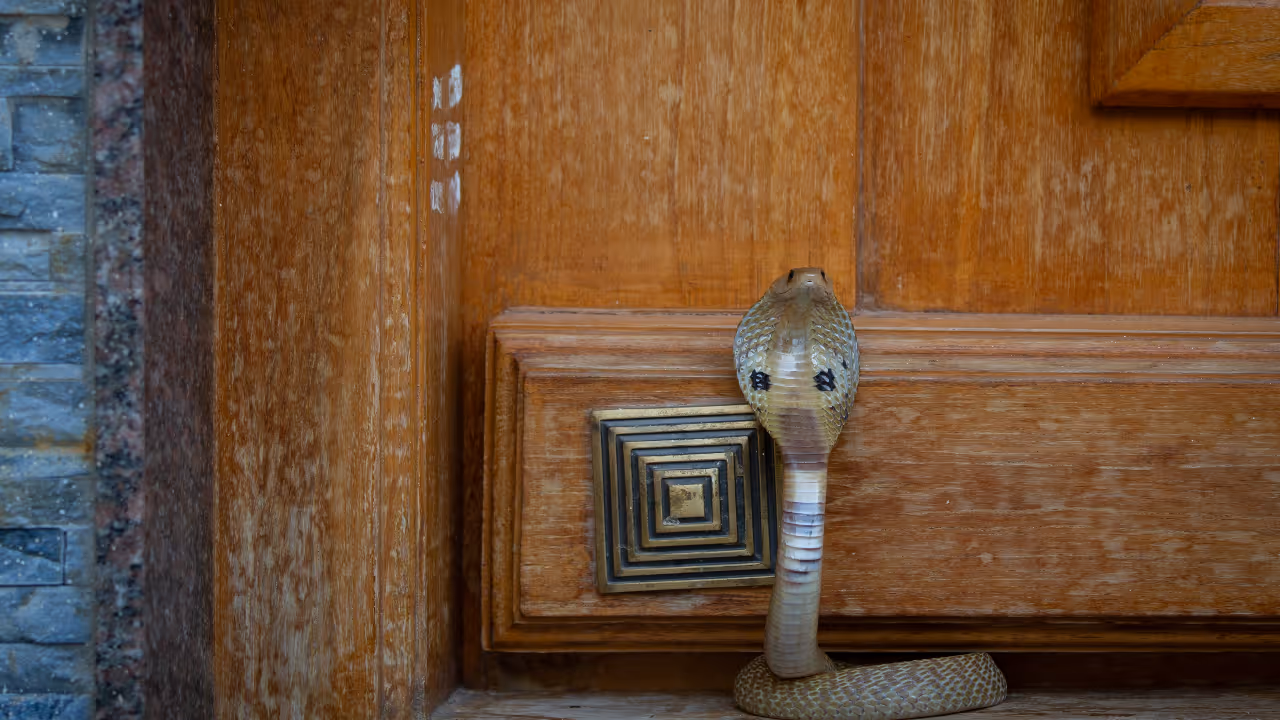 Gadag District Records 481 Snakebite Cases Over Last 2 Years; Officials Advise Preventive Measures Gadag District Records 481 Snakebite Cases Over Last 2 Years; Officials Advise Preventive Measures