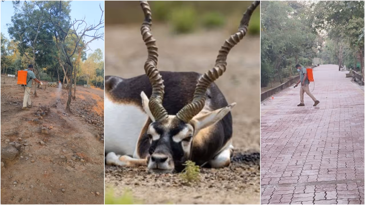 Belagavi Blackbuck 