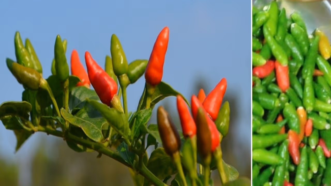 gandhari menasu or birds eye chilli gandhari menasu or birds eye chilli