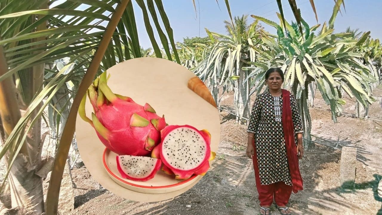 Dragon fruit Farmer Dragon fruit Farmer