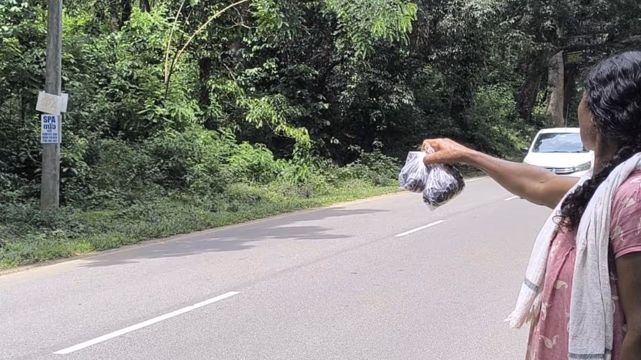 Wayanad Tribes Jamun Selling Wayanad Tribes Jamun Selling