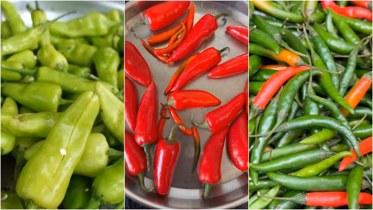 Red VS Green Chilli Red VS Green Chilli