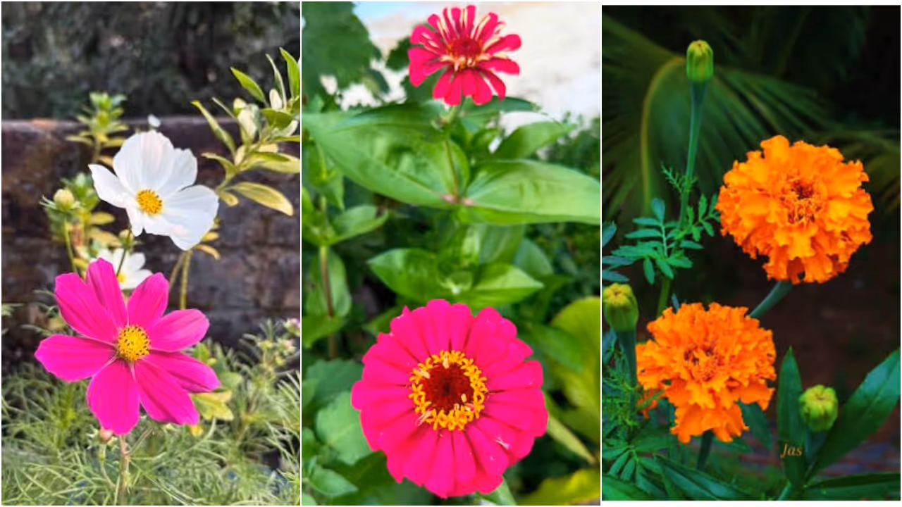 Flowering Plants Flowering Plants