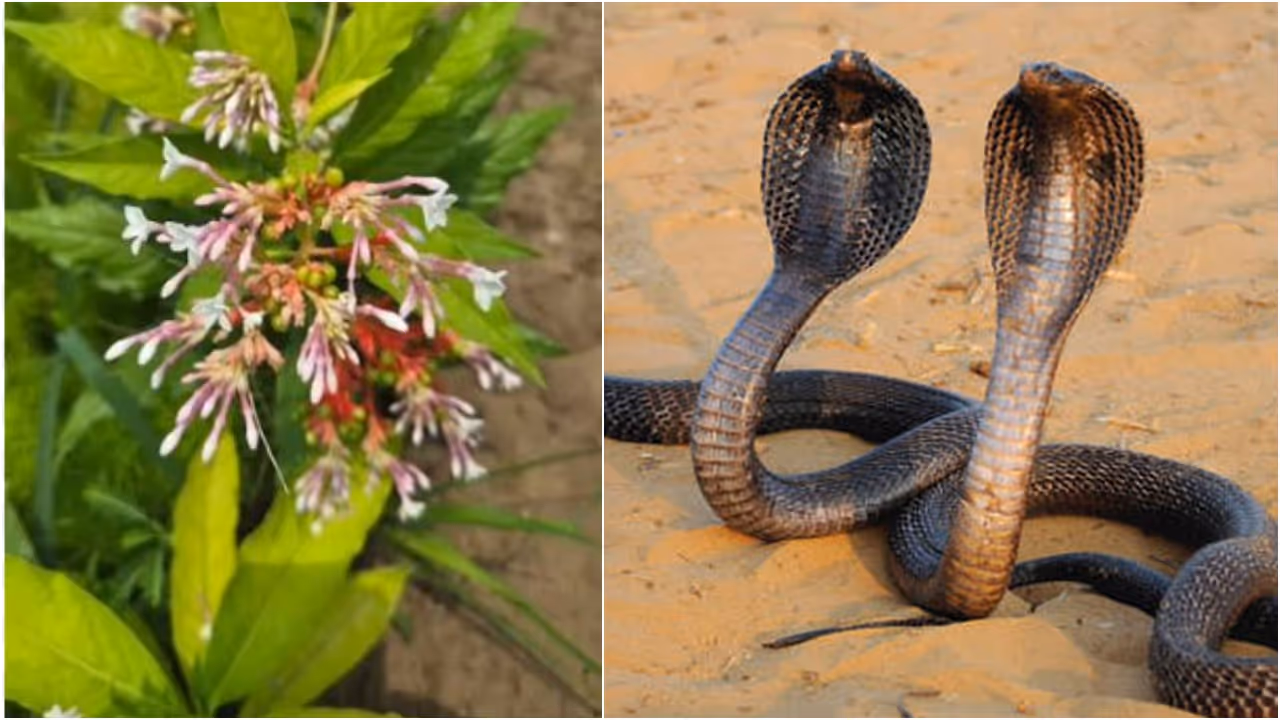 Snake Medicine Sarphagandha Snake Medicine Sarphagandha