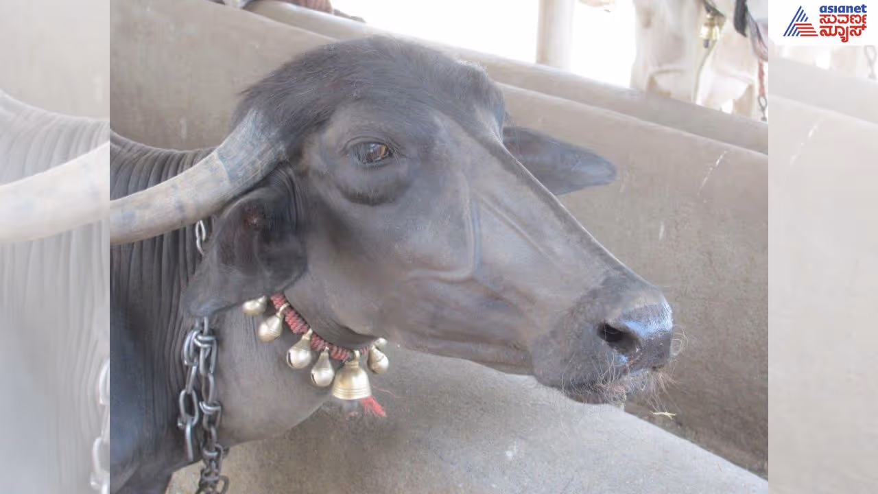 buffalo buffalo