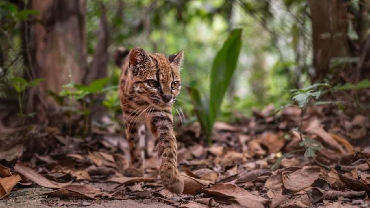 tilcayo cat tilcayo cat