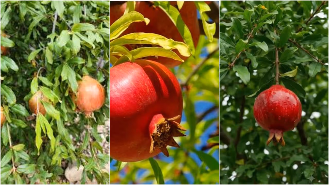 Pomegranate Leaves Pomegranate Leaves