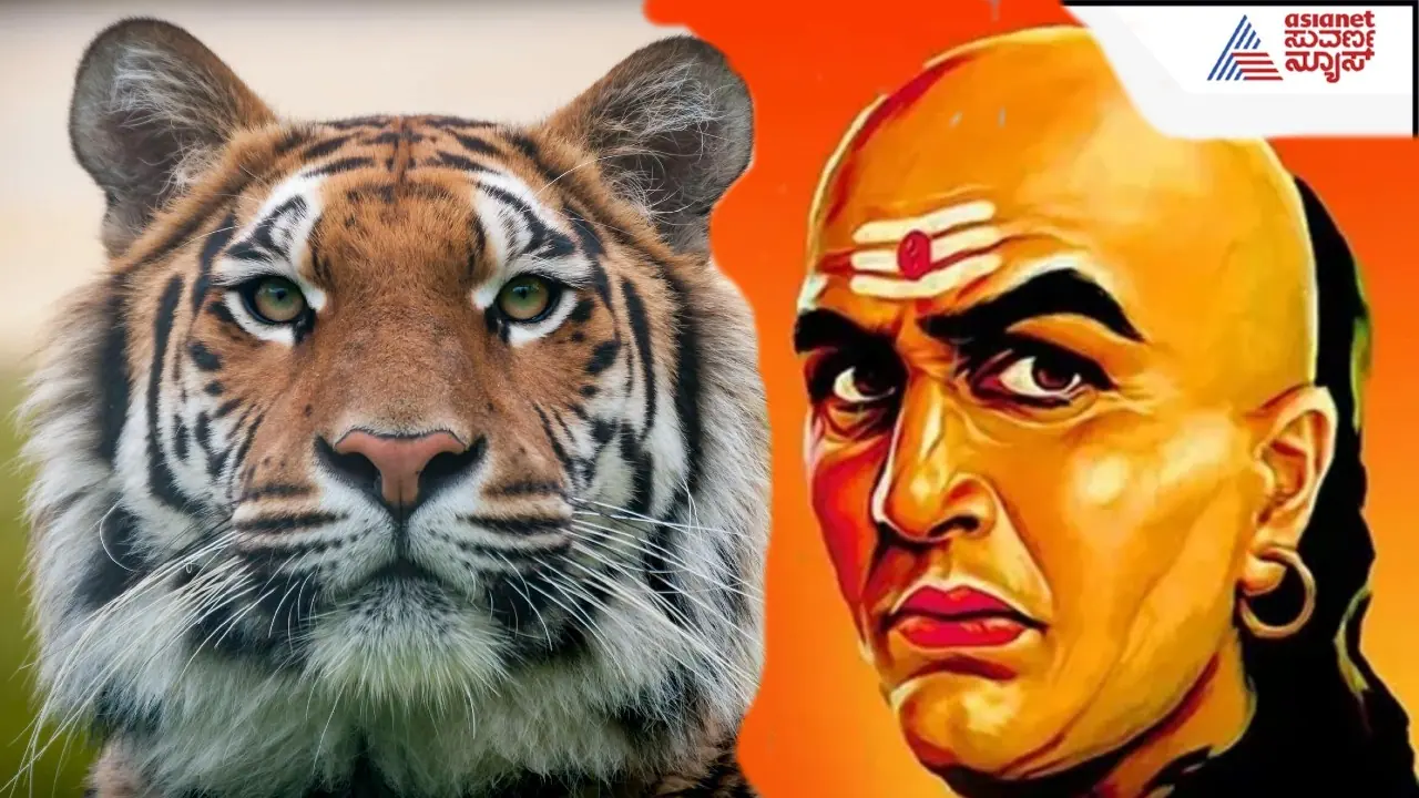 chanakya tiger